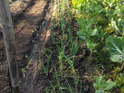 Regos de cebolo, de penca e de tomate